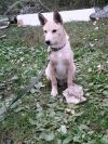 Золотой щенок-полукровка в семью