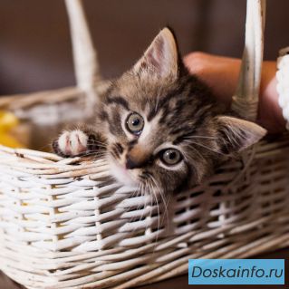 Котенок в добрые руки!