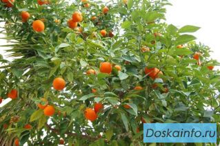 Продам с/х бизнес в Абхазии (выращивание мандаринов)