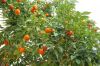 Продам с/х бизнес в Абхазии (выращивание мандаринов)