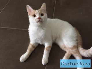 Плюшевые котята в дар! Отдам котенка