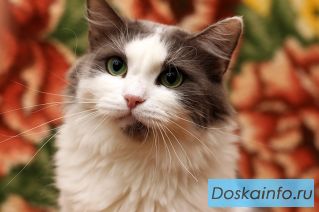 Ласковая Стеша в добрые руки