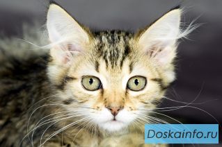Трогательный котенок Лариса в дар! 