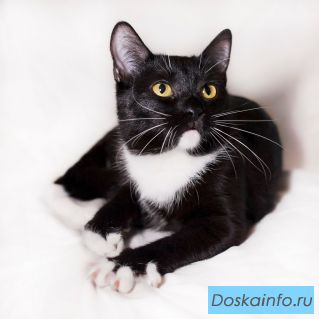 Кошка Эвелина в добрые руки