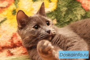 Красавица Инга в добрые руки