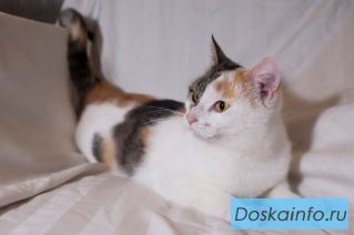Кошка Скумбрия в добрые руки