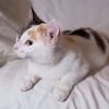 Уменьшенная картинка