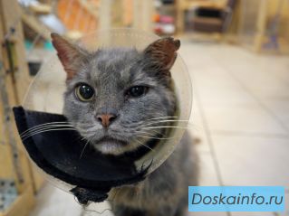 Кот в дар!