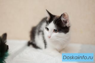 Котята Пушинка и Василиса ждут хозяев