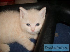 Британские  плюшевые    котята