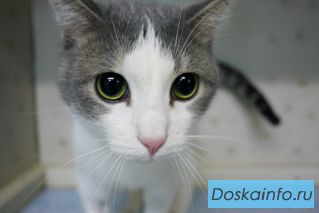 Кот Марыч в добрые руки