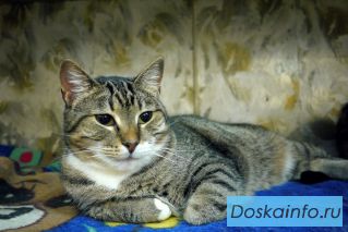 Кошка Мариетта в добрые руки