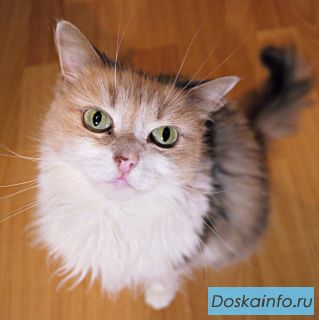 Кошка Лукреция 
