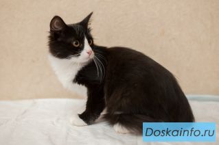 Котята Котя и Гиви в поисках дома