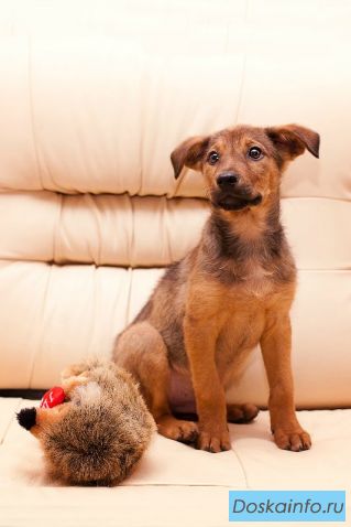 Щенок в добрые руки