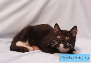 Самый мурчащий в мире котёнок в дар