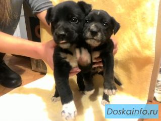 Щенки метисы для охраны дома