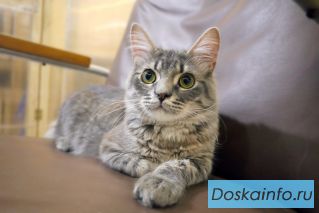 Кошечка в добрые руки!.