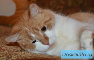 В добрые руки кот Кузя
