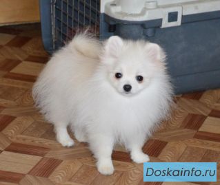 Немецкий шпиц мальчик 