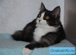 Котенок Филька ищет дом 	
