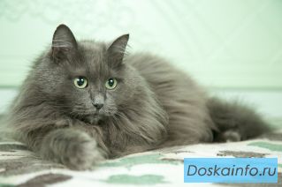 Серебристая пушистая кошка Тэсса в поисках дома