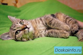 Котёнок в дар