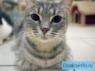 Кошка Бриттани в добрые руки