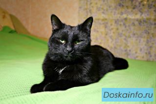 Кот Антонио в добрые руки