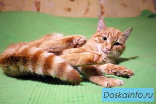 Котенок Хани в добрые руки