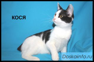 Очаровашка Кося ищет дом