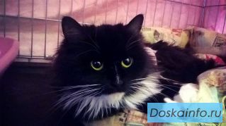 Отдаем красавицу кошку найденыша.