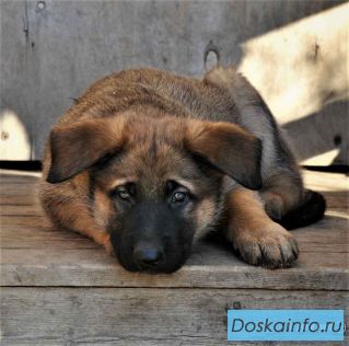 Щенки немецкой овчарки от рабочих родителей