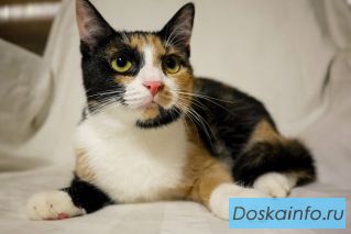 Котенок Калина в добрые руки