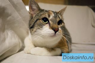 Кошка Вальпургия в добрые руки
