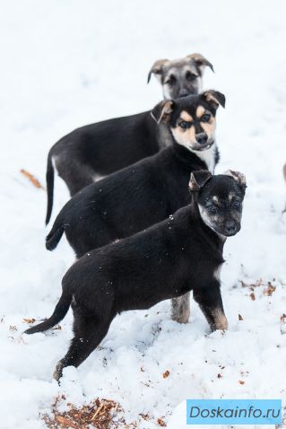 Эксклюзивные щенки в поисках дома