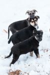 Эксклюзивные щенки в поисках дома