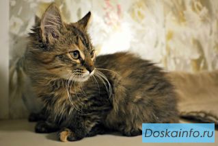 Котята в добрые руки!