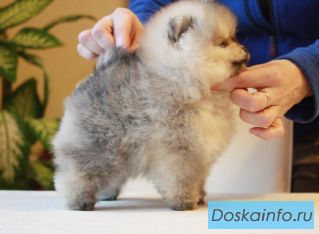 Щенки миниатюрного померанского шпица