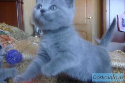Плюшевые короткошерстные британские и шотландские котята