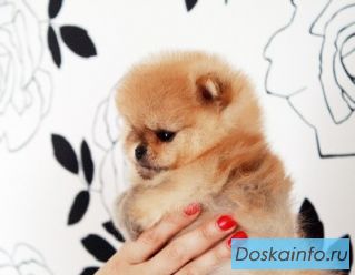 Шпиц миниатюрный    померанский.