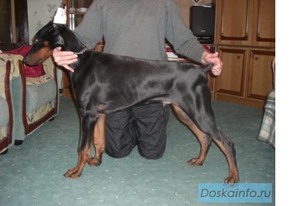 Добермана щенок