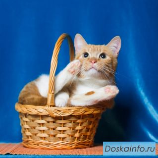 Яркая кошка Лиса ищет дом!