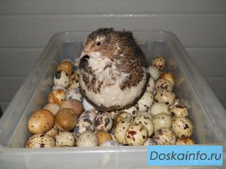 Яйца(20шт),мясо перепелов ОПТ и РОЗНИЦА