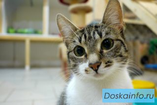 Кошка Шанталь в добрые руки