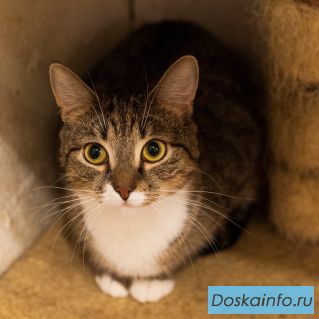 Кошка Гизма в добрые руки