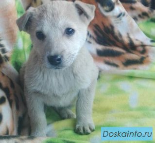 Очаровательные щенки в дар. Будут небольшими.