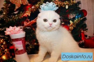 Шотландские котята и карликовые крольчата