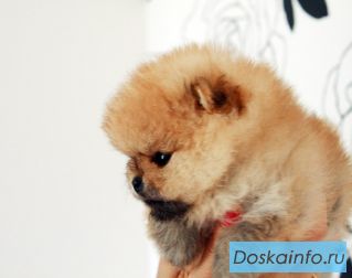 Породистые щенки миниатюрного померанского шпица