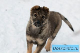 Щенулька Варя ищет хозяев